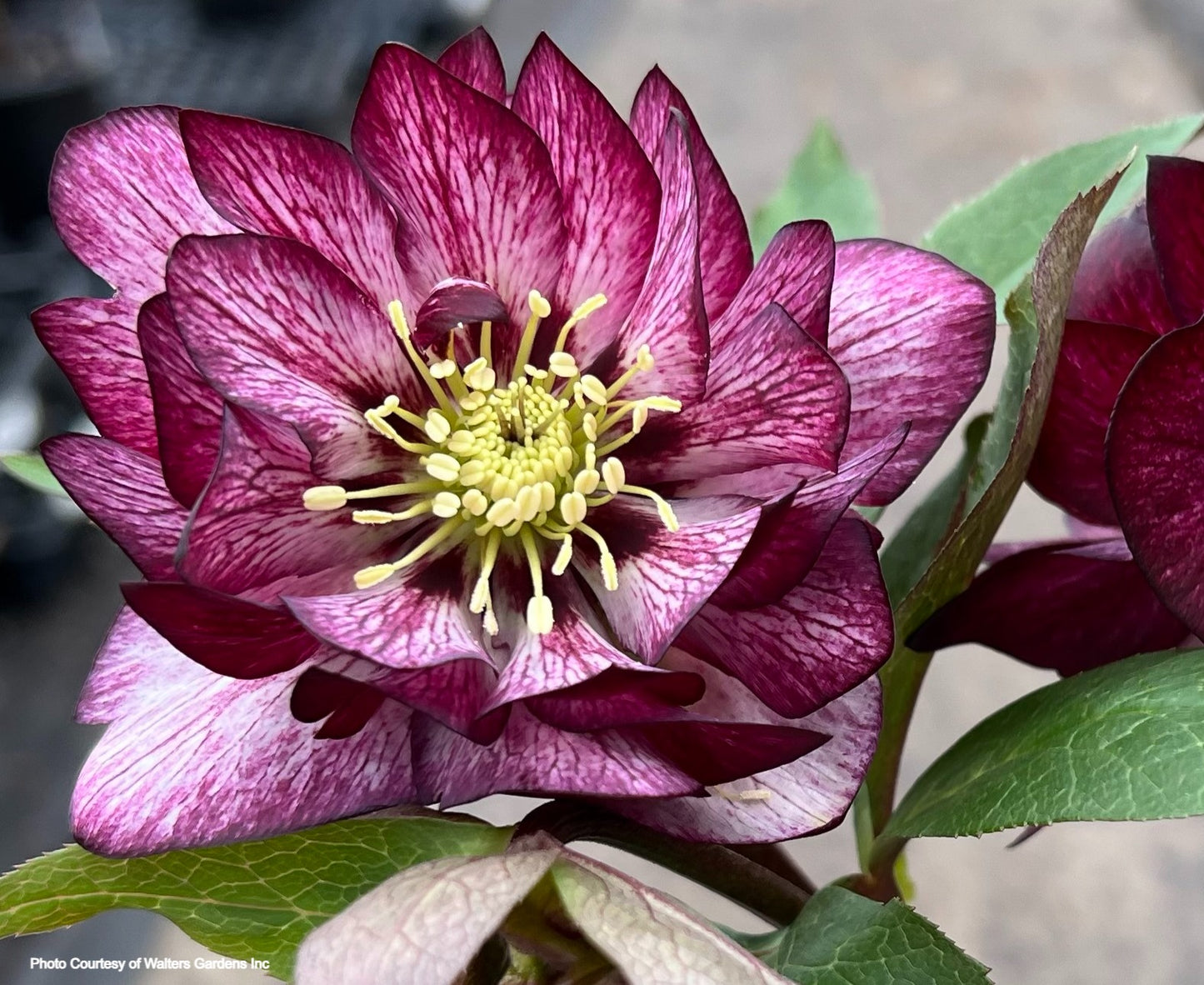 Helleborus 'WHIRLWIND ROMANCE' - Wedding Party® Series, Spring Blooming