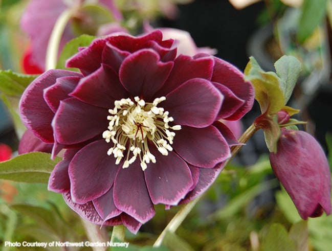 Helleborus 'AMETHYST GEM' from the Winter Jewels® series, Spring Blooming