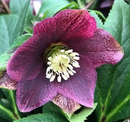 Hellebores EIGHT plants from the Viv Collection. Lovely garden starter package.