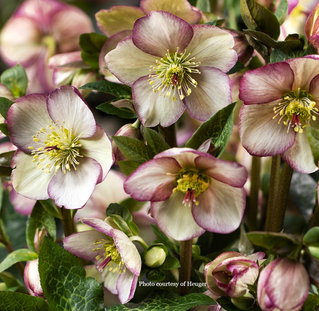Helleborus 'MADDY MARBLE' - HGC® Ice N' Roses® Series, winter blooming