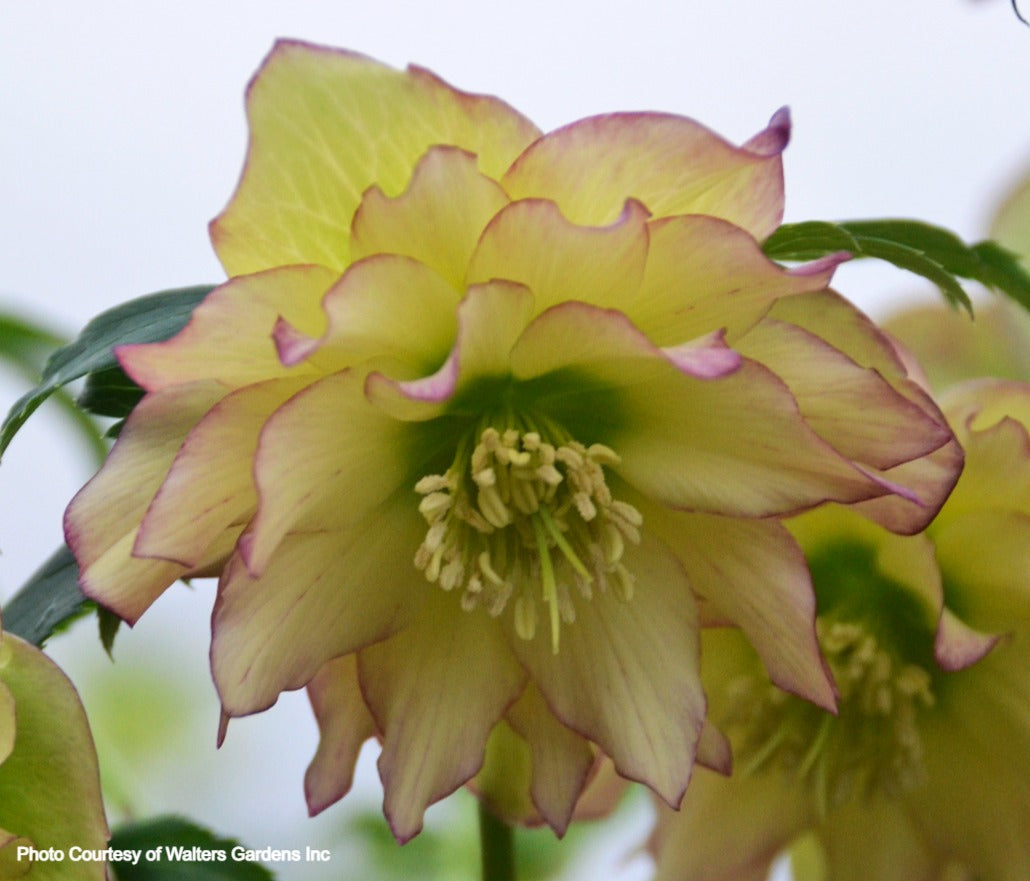 Helleborus 'FIRST DANCE' - Wedding Party’® Series, Spring Blooming