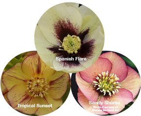 Three Hellebores - Tropical Sunset, Sandy Shores, and Spanish Flare
