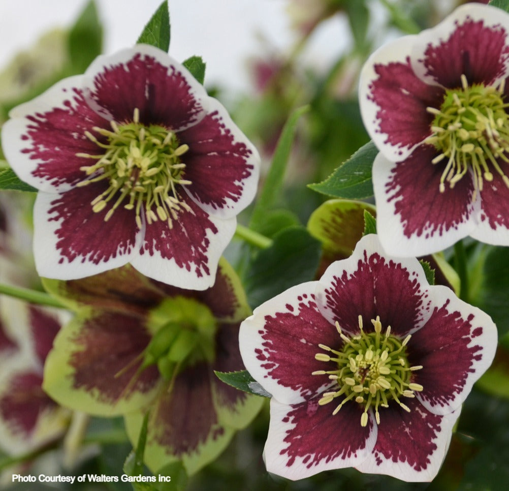 Helleborus 'ROMANTIC GETAWAY' - Honeymoon® Series, Spring Blooming