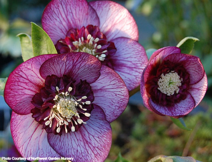 Helleborus 'CHERRY BLOSSOM' from the Winter Jewels® Series, Spring B