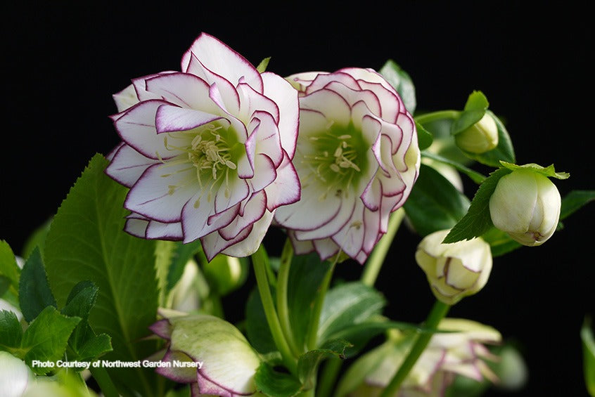 Helleborus 'FIRE AND ICE' from the Winter Jewels® series, Spring Blooming