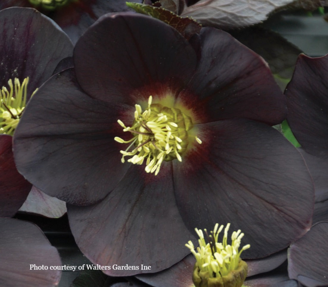 Helleborus 'NEW YORK NIGHT' - Honeymoon® Series, Spring Blooming
