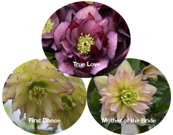 Three Hellebores - First Dance, Mother of the Bride, and True Love