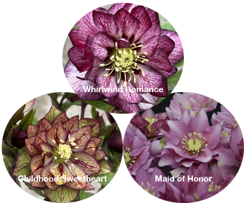 Three Hellebores - Childhood Sweetheart, Whirlwind Romance, and Maid of Honor