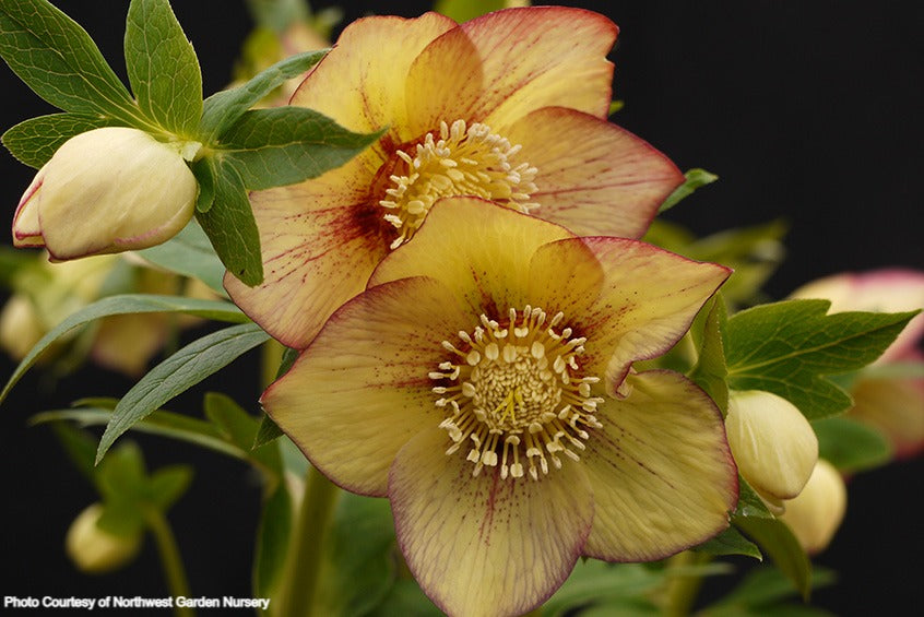 Helleborus 'APRICOT BLUSH' from the Winter Jewels® series, Spring Blooming