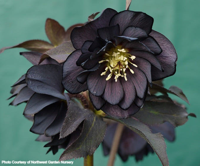 Helleborus 'ONYX ODYSSEY' from the Winter Jewels® series, Spring Blooming