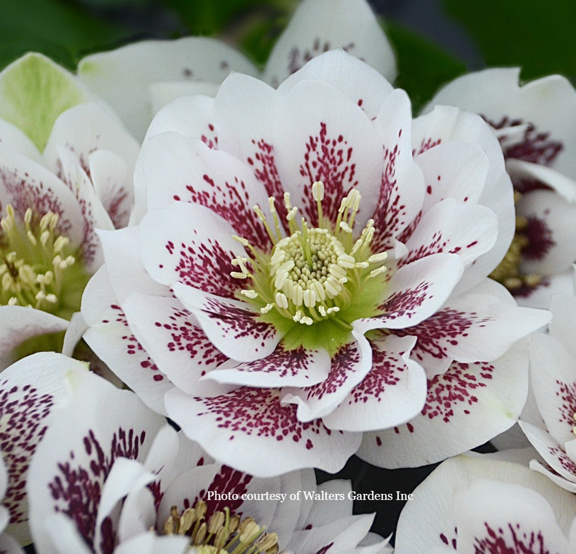 Helleborus 'CONFETTI CAKE' - Wedding Party® Series, Spring Blooming