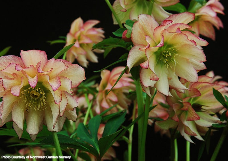 Helleborus 'AMBER GEM' from the Winter Jewels® Series, Spring Blooming