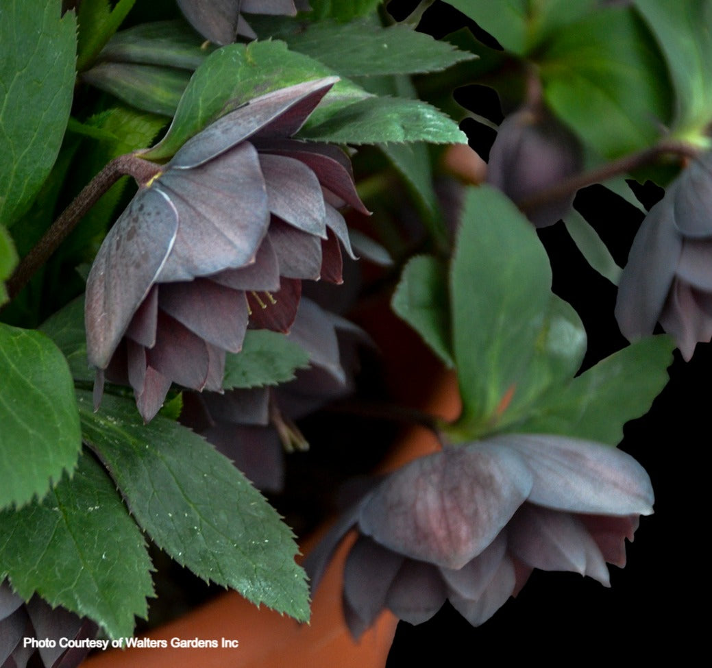 Helleborus 'DASHING GROOMSMEN' - Wedding Party® Series, Spring Blooming