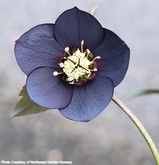 Helleborus 'BLUE DIAMOND' from the Winter Jewels® series, Spring Blooming