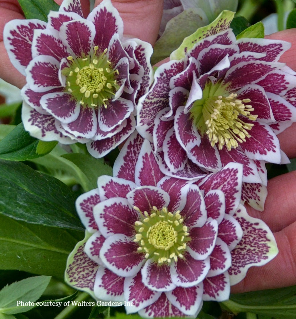 Helleborus 'SHOTGUN WEDDING' - Wedding Party® Series, Spring Blooming