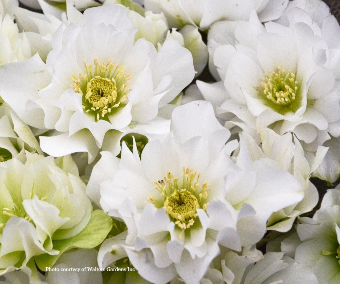 Helleborus 'WEDDING BELLS' - Wedding Party® Series, Spring Blooming