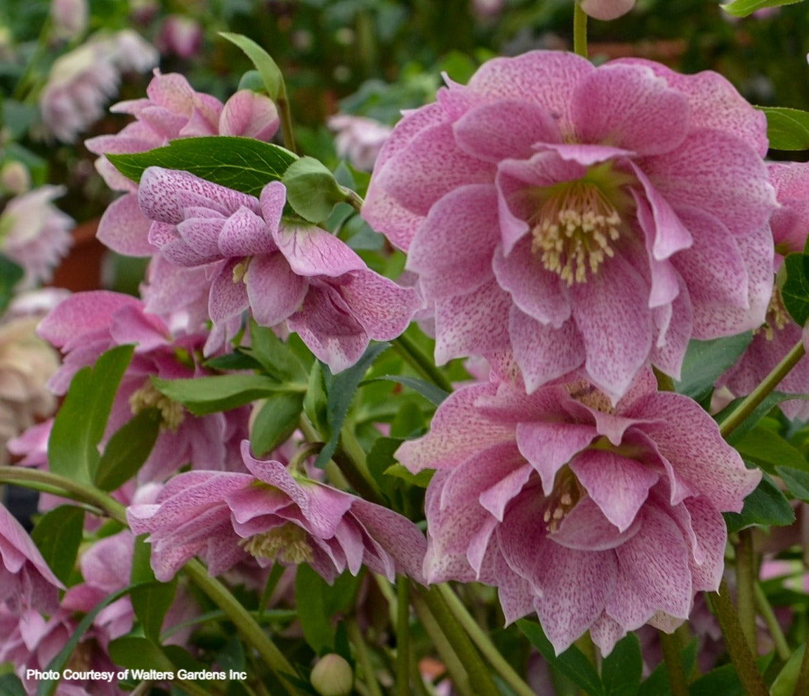 Helleborus 'WEDDING CRASHER' - Wedding Party® Series, Spring Blooming