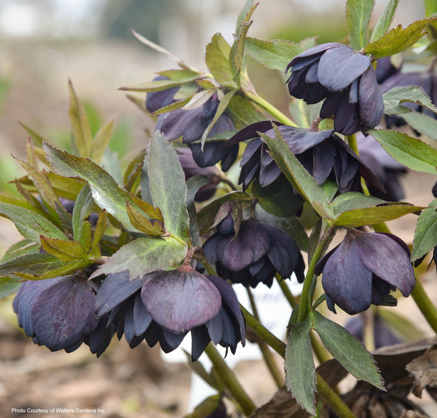 Helleborus 'DARK AND HANDSOME' - Wedding Party® Series, Spring Blooming