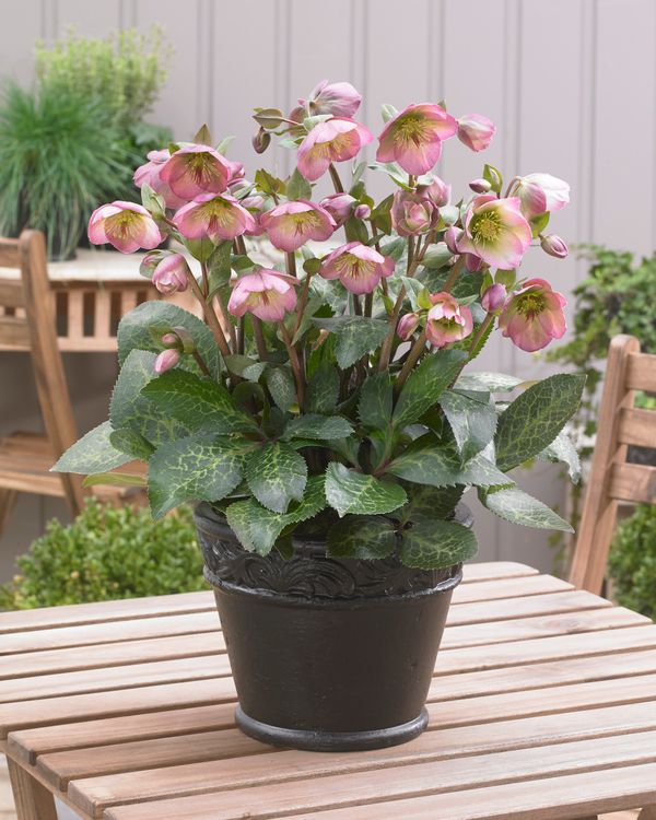Helleborus 'DOROTHY'S DAWN®', from the FROSTKISS® series, blooms in February
