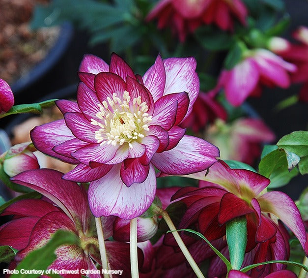 Helleborus 'PEPPERMINT ICE' from the Winter Jewels® series, Spring Blooming