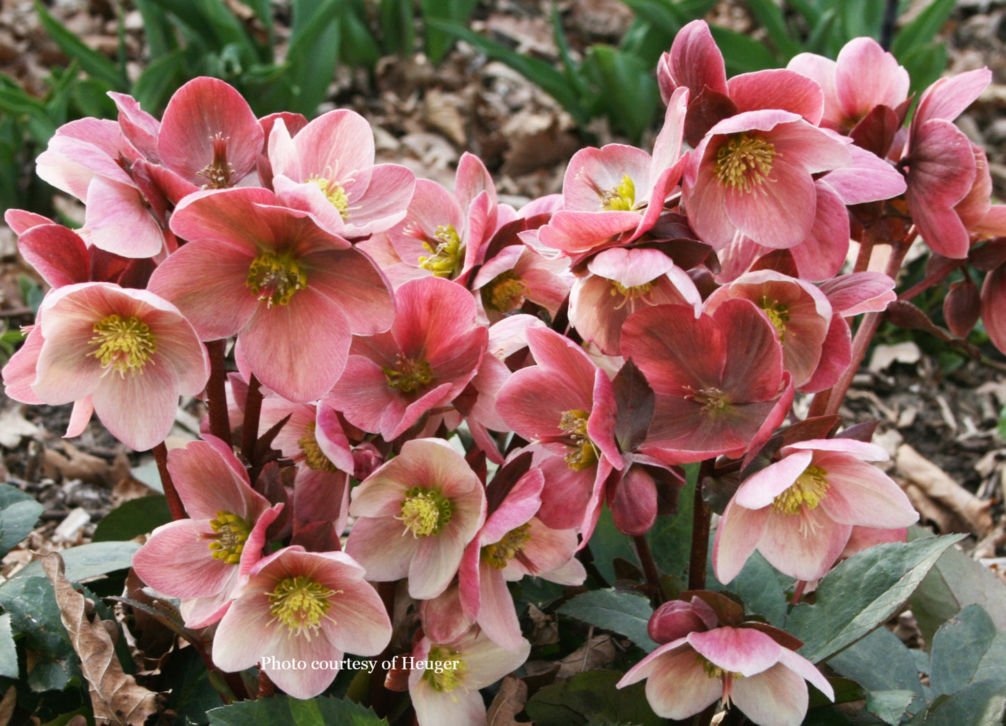 Hellebore 'PINK FROST' - HGC® Ice N' Roses® Series, Blooms in February