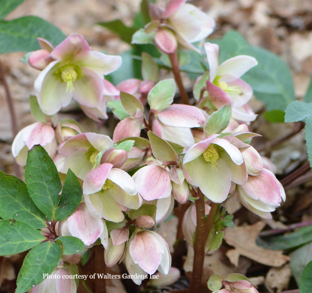 Helleborus 'IVORY PRINCE' (Walhelivor), Winter Blooming