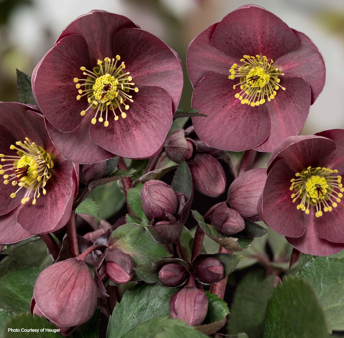 Helleborus 'NIGHTINGALE' - HGC® Ice N' Roses® Series, Winter Blooming