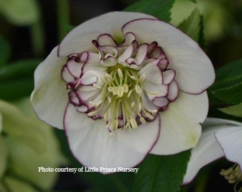 Helleborus 'PICOTEE PEARL' from the Winter Jewels® series