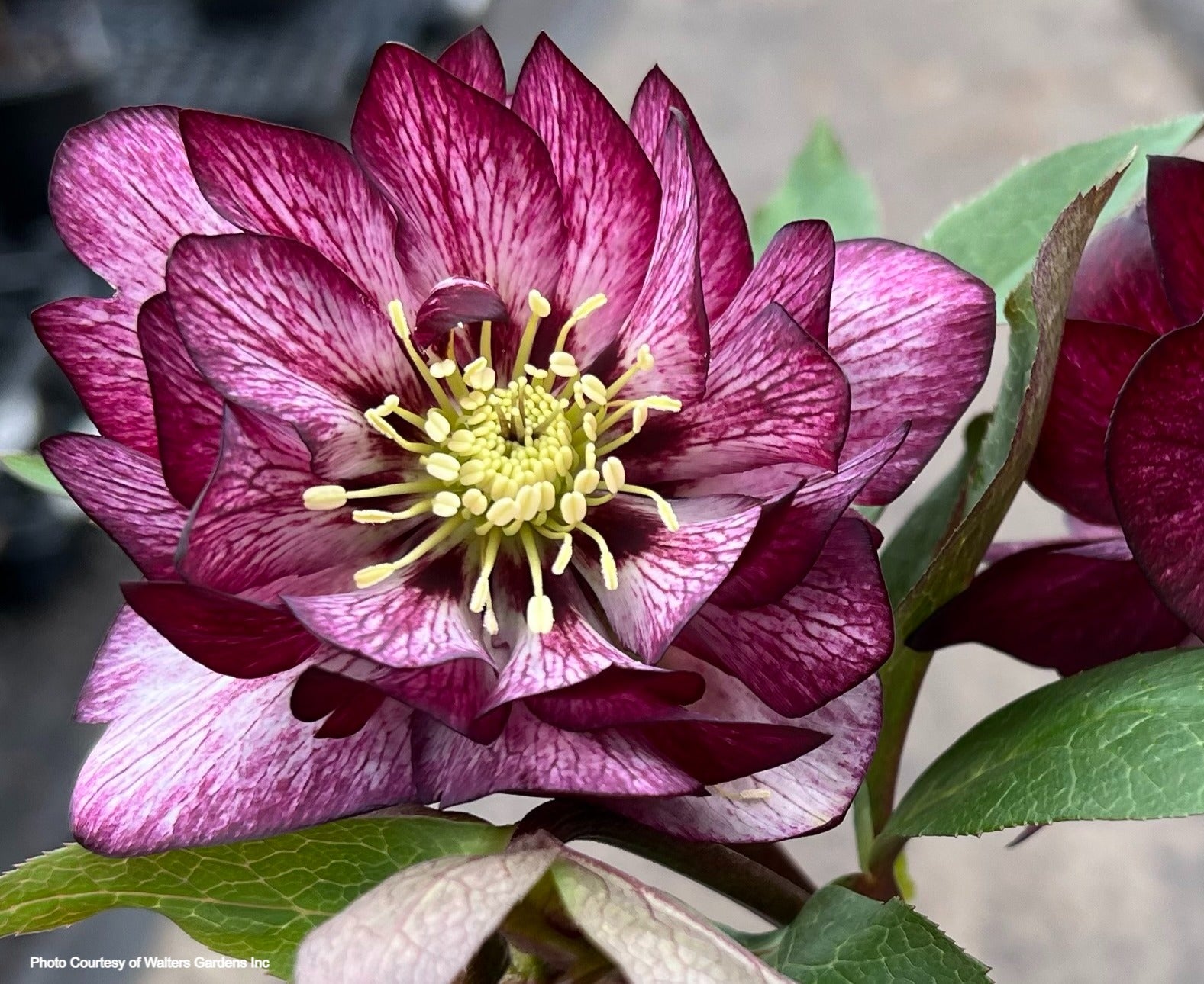 Idaho Helleborus Company Helleborus Whirlwind Romance