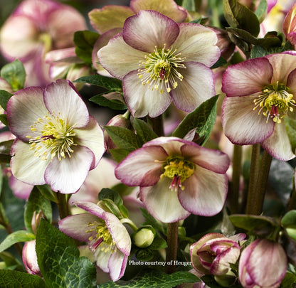 Three Ice N' Roses® Hellebores - Dark Picotee, Nightingale, and Maddy Marble