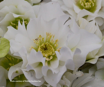 Three Hellebores - Maid of Honor, Wedding Bells, Wedding Crasher