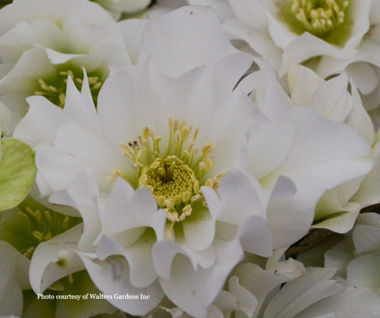 Helleborus 'WEDDING BELLS' - Wedding Party® Series, Spring Blooming