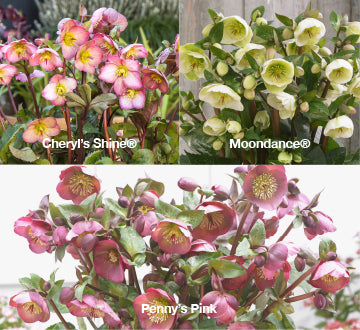 Three FROSTKISS® Series Hellebores - Cheryl's Shine®, Moondance®, Penny's Pink