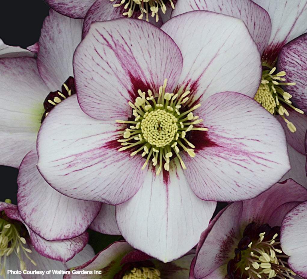 Three Hellebores - French Kiss, Irish Luck, Rio Carnaval