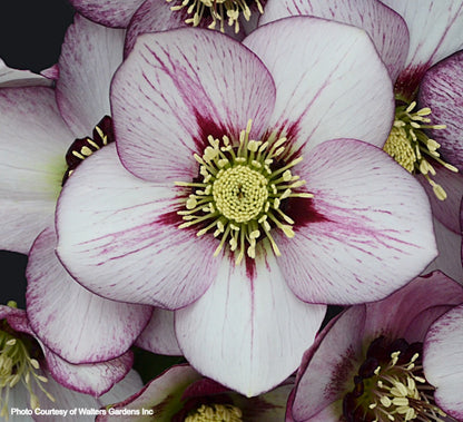 Three Hellebores - French Kiss, Irish Luck, Rio Carnaval