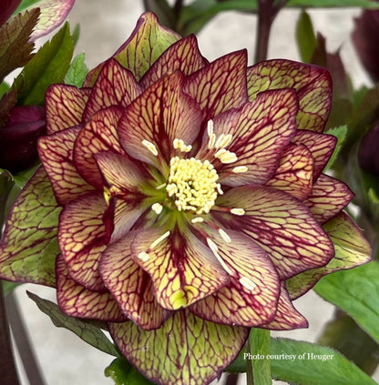Three Hellebores - Childhood Sweetheart, Whirlwind Romance, and Maid of Honor