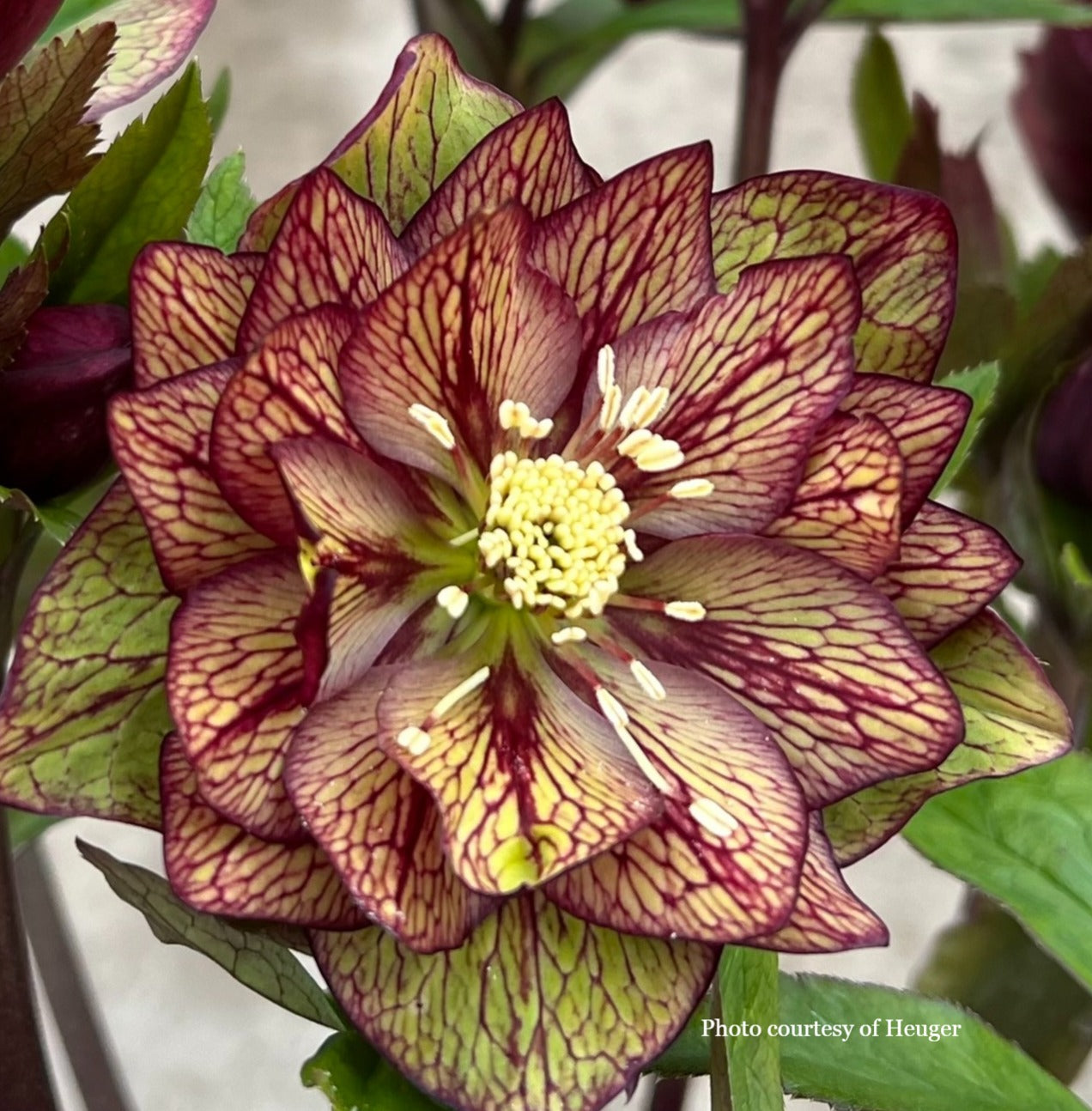 Helleborus 'CHILDHOOD SWEETHEART' - Wedding Party® Series, Spring Blooming