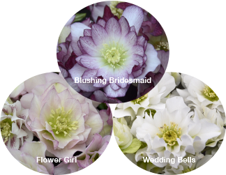 Three Hellebores - Flower Girl, Wedding Bells, and Blushing Bridesmaid
