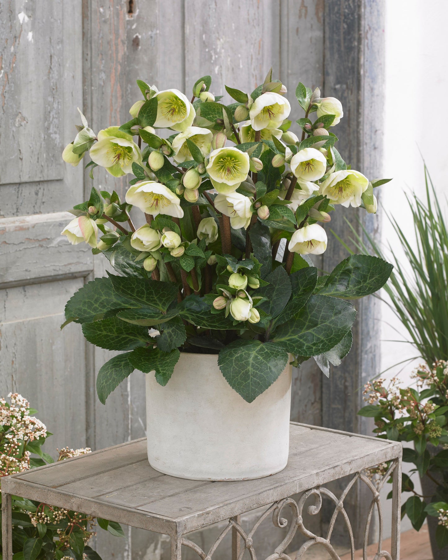 Helleborus 'MOONDANCE®', from the FROSTKISS® series, blooms in January