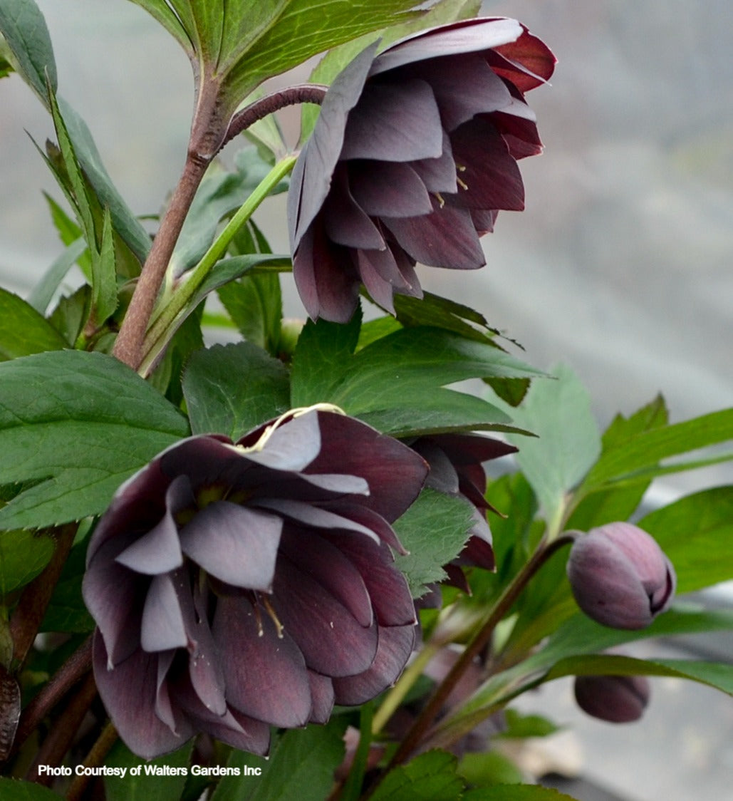 Helleborus 'DASHING GROOMSMEN' - Wedding Party® Series, Spring Blooming