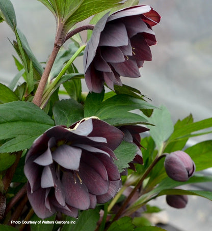 Helleborus 'DASHING GROOMSMEN' - Wedding Party® Series, Spring Blooming