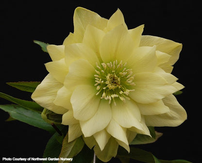 Helleborus 'GOLDEN LOTUS' from the Winter Jewels® series, Spring Blooming
