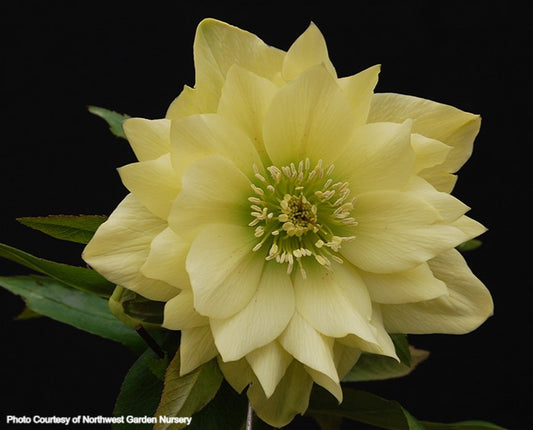Helleborus 'GOLDEN LOTUS' from the Winter Jewels® series, Spring Blooming