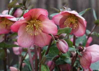 Helleborus 'PENNY'S PINK', from the FROSTKISS® series, blooms in January