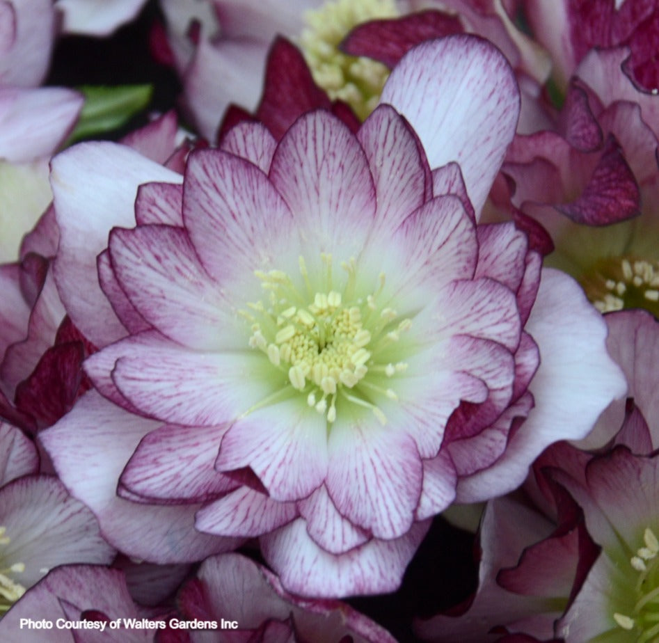 Three Hellebores - Flower Girl, Wedding Bells, and Blushing Bridesmaid