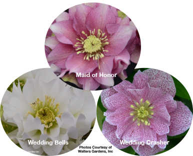 Three Hellebores - Maid of Honor, Wedding Bells, Wedding Crasher