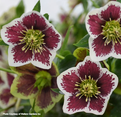Helleborus 'ROMANTIC GETAWAY' - Honeymoon® Series, Spring Blooming