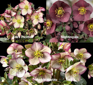 Three Ice N' Roses® Hellebores - Dark Picotee, Nightingale, and Maddy Marble