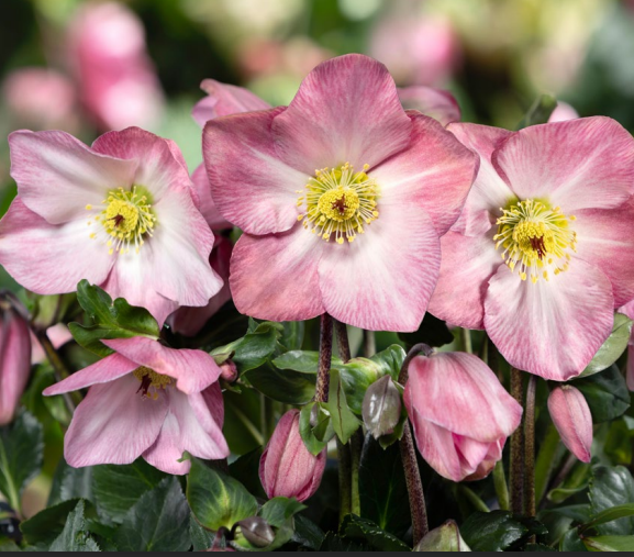 Hellebore'Katie', from the HGC® Winter Ballet® series, blooms from October