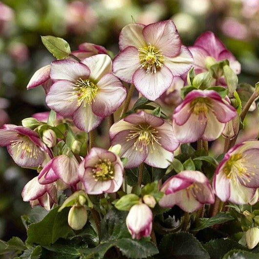 Helleborus 'Bonny' - HGC® Ice Breaker® series, Winter Blooming